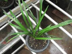 国产草b,绿色生态，引领未来农业发展新潮流